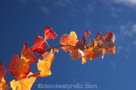 agricultural;agriculture;autuminal;autumn;autumnal;Bannockburn;Central-Otago;central-otago-vineyard;central-otago-vineyards;central-otago-wineries;central-otago-winery;color;colors;colour;colours;country;countryside;Cromwell;crop;crops;cultivation;deciduous;detail;distribution;Domain-Rd-Vineyard;Domain-Road-Vineyard;fall;farm;farming;farmland;farms;foliage;grape;grapes;grapevine;horticulture;leaf;leaves;N.Z.;New-Zealand;NZ;orange;Otago;Pinot-Noir;red;rural;S.I.;season;seasonal;seasons;SI;South-Island;texture;vein;veins;vine;vines;vineyard;vineyards;vintage;wineage;wineries;winery;wines