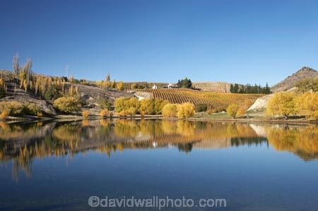 agricultural;agriculture;autuminal;autumn;autumn-colour;autumn-colours;autumnal;Bannockburn;Bannockburn-Inlet;calm;Central-Otago;central-otago-vineyard;central-otago-vineyards;central-otago-wineries;central-otago-winery;color;colors;colour;colours;country;countryside;crop;crops;cultivation;deciduous;fall;farm;farming;farmland;farms;field;fields;golden;grape;grapes;grapevine;horticulture;Kawarau-Arm;lake;Lake-Dunstan;lakes;leaf;leaves;N.Z.;near-Cromwell;new-zealand;NZ;Otago;placid;quiet;reflection;reflections;row;rows;rural;S.I.;season;seasonal;seasons;serene;SI;smooth;South-Is.;South-Island;still;tranquil;tree;trees;vine;vines;vineyard;vineyards;vintage;water;willow;willow-tree;willow-trees;willows;wineage;wineries;winery;wines;yellow
