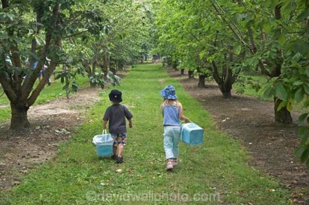 boy;boys;Central-Otago;Cherries;cherry;cherry-tree;cherry-trees;child;children;country;countryside;Cromwell;crop;crops;farm;farming;farms;food;fresh;fruit;fruits;girl;girls;horticulture;leaves;N.Z.;New-Zealand;NZ;orchard;orchards;pick-your-own;pick_your_own;produce;ripe;Ripponvale;rural;S.I.;SI;South-Island;stone-fruit;stone_fruit;summer-fruit;tree;trees