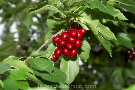 Central-Otago;Cherries;cherry;cherry-tree;cherry-trees;country;countryside;Cromwell;crop;crops;farm;farming;farms;food;fresh;fruit;fruits;horticulture;leaves;N.Z.;New-Zealand;NZ;orchard;orchards;pick-your-own;pick_your_own;produce;red;ripe;Ripponvale;rural;S.I.;SI;South-Island;stone-fruit;stone_fruit;summer-fruit;tree;trees