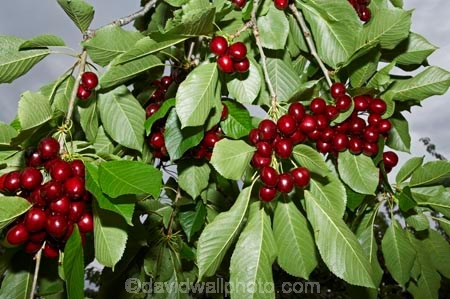 Central-Otago;Cherries;cherry;cherry-tree;cherry-trees;country;countryside;Cromwell;crop;crops;farm;farming;farms;food;fresh;fruit;fruits;horticulture;leaves;N.Z.;New-Zealand;NZ;orchard;orchards;pick-your-own;pick_your_own;produce;red;ripe;Ripponvale;rural;S.I.;SI;South-Island;stone-fruit;stone_fruit;summer-fruit;tree;trees