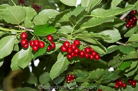 Central-Otago;Cherries;cherry;cherry-tree;cherry-trees;country;countryside;Cromwell;crop;crops;farm;farming;farms;food;fresh;fruit;fruits;horticulture;leaves;N.Z.;New-Zealand;NZ;orchard;orchards;pick-your-own;pick_your_own;produce;red;ripe;Ripponvale;rural;S.I.;SI;South-Island;stone-fruit;stone_fruit;summer-fruit;tree;trees