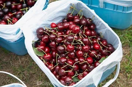 Central-Otago;Cherries;cherry;Cromwell;crop;crops;food;fresh;fruit;fruits;N.Z.;New-Zealand;NZ;orchard;orchards;pick-your-own;pick_your_own;produce;red;ripe;Ripponvale;S.I.;SI;South-Island;stone-fruit;stone_fruit;summer-fruit