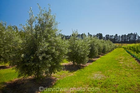 Central-Otago;country;countryside;Cromwell;crop;crops;farm;farming;farmland;farms;field;fruit;fruit-tree;fruit-trees;horticulture;N.Z.;New-Zealand;NZ;olive;olive-orchard;olive-orchards;olive-tree;olive-trees;olives;orchard;orchards;row;rows;rural;S.I.;SI;South-Is.;South-Island;tree;trees