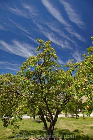 apricot;apricot-orchard;apricot-orchards;apricot-tree;apricot-trees;apricots;Bannockburn;Central-Otago;cirrus-cloud;cirrus-clouds;cloud;clouds;country;countryside;crop;crops;farm;farming;farmland;farms;field;fruit;fruit-tree;fruit-trees;horticulture;N.Z.;New-Zealand;NZ;orchard;orchards;row;rows;rural;S.I.;SI;South-Is.;South-Island;tree;trees