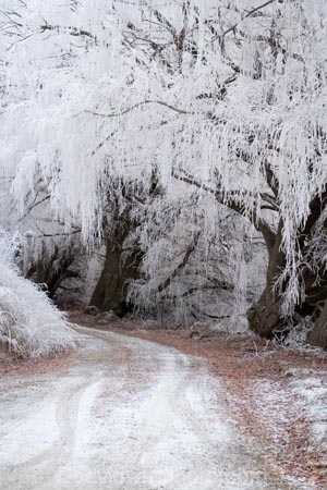 Alexandra;beautiful;Butchers-Dam;calm;calmness;Central-Otago;clean;clear;cold;Coldness;Color;Colour;countryside;Daytime;dusty;Exterior;freeze;freezing;freezing-fog;frost;Frosted;frosty;gravel-road;gravel-roads;high-country;hoar-frost;hoar-frosts;Hoarfrost;hoarfrosts;ice;ice-crystals;icy;icy-road;icy-roads;idyllic;Landscape;Landscapes;metal-road;metal-roads;metalled-road;metalled-roads;N.Z.;natural;Nature;new-zealand;NZ;Otago;Outdoor;Outdoors;Outside;peaceful;Peacefulness;phenomena;phenomenon;pure;Quiet;Quietness;rime;rime-ice;road;roads;rural;S.I.;Scenic;Scenics;Season;Seasons;SI;silence;slippery-road;slippery-roads;south-island;spectacular;stunning;tranquil;tranquility;tree;trees;view;water;weather;weeping-willow;weeping-willows;White;willow;willow-tree;willow-trees;willows;winter;winter-driving;winter-driving-conditions;winter-road;winter-roads;Wintertime;wintery;wintry
