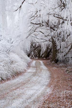 Alexandra;beautiful;Butchers-Dam;calm;calmness;Central-Otago;clean;clear;cold;Coldness;Color;Colour;countryside;Daytime;dusty;Exterior;freeze;freezing;freezing-fog;frost;Frosted;frosty;gravel-road;gravel-roads;high-country;hoar-frost;hoar-frosts;Hoarfrost;hoarfrosts;ice;ice-crystals;icy;icy-road;icy-roads;idyllic;Landscape;Landscapes;metal-road;metal-roads;metalled-road;metalled-roads;N.Z.;natural;Nature;new-zealand;NZ;Otago;Outdoor;Outdoors;Outside;peaceful;Peacefulness;phenomena;phenomenon;pure;Quiet;Quietness;rime;rime-ice;road;roads;rural;S.I.;Scenic;Scenics;Season;Seasons;SI;silence;slippery-road;slippery-roads;south-island;spectacular;stunning;tranquil;tranquility;tree;trees;view;water;weather;weeping-willow;weeping-willows;White;willow;willow-tree;willow-trees;willows;winter;winter-driving;winter-driving-conditions;winter-road;winter-roads;Wintertime;wintery;wintry