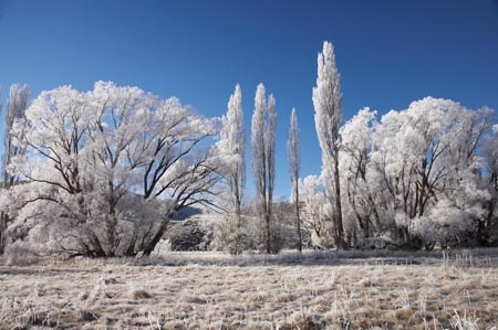 beautiful;calm;calmness;Central-Otago;clean;clear;cold;Coldness;Color;Colour;Daytime;Exterior;extreme-weather;freeze;freezing;frost;Frosted;frosty;high-country;hoar-frost;hoar-frosts;Hoarfrost;hoarfrosts;ice;ice-crystals;icy;idyllic;Kokonga;Landscape;Landscapes;Maniototo;N.Z.;natural;Nature;new-zealand;NZ;Otago;Outdoor;Outdoors;Outside;peaceful;Peacefulness;phenomena;phenomenon;poplar-tree;poplar-trees;poplars;pure;Quiet;Quietness;rime;rime-ice;S.I.;Scenic;Scenics;Season;Seasons;SI;silence;South-Is.;South-Island;spectacular;stunning;tranquil;tranquility;view;water;weather;White;willow-tree;willow-trees;willows;winter;Wintertime;wintery;wintry