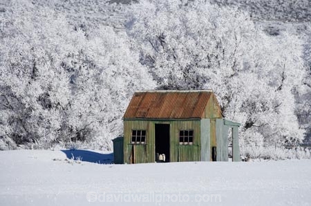 abandon;abandoned;agricultural;agriculture;beautiful;calm;calmness;castaway;Central-Otago;character;clean;clear;cold;Coldness;Color;Colour;corrugated-iron;corrugated-metal;corrugated-steel;country;countryside;Daytime;derelict;dereliction;deserted;desolate;desolation;destruction;Exterior;extreme-weather;farm;Farm-Building;Farm-Buildings;Farm-Shed;Farm-Sheds;farming;farmland;farms;field;fields;freeze;freezing;frost;Frosted;frosts;frosty;high-country;hoar-frost;hoar-frosts;Hoarfrost;hoarfrosts;ice;ice-crystals;icy;Ida-Valley;Idaburn;idyllic;Landscape;Landscapes;Maniototo;meadow;meadows;N.Z.;natural;Nature;neglect;neglected;new-zealand;NZ;old;old-shed;old-sheds;Otago;Outdoor;Outdoors;Outside;paddock;paddocks;pasture;pastures;peaceful;Peacefulness;phenomena;phenomenon;pure;Quiet;Quietness;rime;rime-ice;ruin;ruins;run-down;rural;rustic;S.I.;Scenic;Scenics;Season;Seasons;shed;sheds;SI;silence;South-Is.;South-Island;spectacular;stunning;tranquil;tranquility;view;vintage;water;weather;White;willow-tree;willow-trees;willows;winter;Wintertime;wintery;wintry