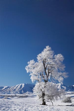 agricultural;agriculture;beautiful;calm;calmness;Central-Otago;clean;clear;cold;Coldness;Color;Colour;country;countryside;Daytime;Exterior;extreme-weather;farm;farming;farmland;farms;field;fields;freeze;freezing;frost;Frosted;frosts;frosty;high-country;hoar-frost;hoar-frosts;Hoarfrost;hoarfrosts;ice;ice-crystals;icy;Ida-Range;idyllic;Landscape;Landscapes;Maniototo;meadow;meadows;Mount-Ida;Mt-Ida;Mt.-Ida;N.Z.;natural;Nature;new-zealand;NZ;Otago;Outdoor;Outdoors;Outside;paddock;paddocks;pasture;pastures;peaceful;Peacefulness;phenomena;phenomenon;pure;Quiet;Quietness;rime;rime-ice;rural;S.I.;Scenic;Scenics;Season;Seasons;SI;silence;South-Is.;South-Island;spectacular;stunning;tranquil;tranquility;view;water;weather;Wedderburn;White;winter;Wintertime;wintery;wintry