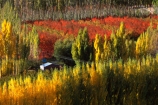 colour;colours;color;colors;yellow;autumn;gold;golden;fall;poplar;poplars;willow;willows;red;hut;shed;horticulture