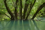Central-Otago;Clutha-River;flood;flooded;floods;high-water;N.Z.;New-Zealand;NZ;Otago;reflection;reflections;river;rivers;S.I.;SI;South-Is.;South-Island;tree;trees;water;willow;willow-tree;willow-trees;willows