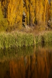 autuminal;autumn;autumn-colour;autumn-colours;autumnal;Bannockburn;calm;Central-Otago;color;colors;colour;colours;Cromwell;deciduous;fall;gold;golden;leaf;leaves;N.Z.;New-Zealand;NZ;Otago;placid;pond;ponds;poplar;poplar-tree;poplar-trees;poplars;quiet;reeds;reflection;reflections;S.I.;season;seasonal;seasons;serene;SI;smooth;South-Is;South-Island;Sth-Is;still;tranquil;tree;trees;water;yellow