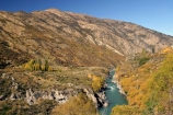 Autumn;central-otago;Cromwell;fall;Kawarau-Gorge;Kawarau-River;New-Zealand;Queenstown-Road;river;riverscolour;season;seasonal;seasons;South-Island;tree;trees;valley;valleys;willow;willows;yellow