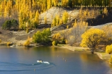 autuminal;autumn;Autumn-Colours;autumnal;Bannockburn-Inlet;boat;boats;Central-Otago;color;colors;colour;colours;cromwell;deciduous;fall;gold;golden;kawarau-arm;lake;Lake-Dunstan;lakes;leaf;leaves;New-Zealand;poplar;poplar-tree;poplar-trees;poplars;south-island;speed-boat;speed-boats;tree;trees;water;yellow