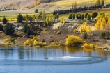 autuminal;autumn;Autumn-Colours;autumnal;Bannockburn-Inlet;boat;boats;cairnmuir-campground;cairnmuir-mountains;cairnmuir-range;campground;campgrounds;camping-ground;camping-grounds;Central-Otago;color;colors;colour;colours;deciduous;exciting;fall;fast;lake;Lake-Dunstan;lakes;leaf;leaves;new-zealand;South-Island;speed-boat;speed-boats;speedy;sport;sports;tree;trees;water;water-ski;water-skier;water-skiers;water-skiing;water_ski;water_skier;water_skiers;water_skiing;waterski;waterskier;waterskiers;waterskiing;yellow