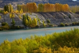 autuminal;autumn;autumn-colour;autumn-colours;autumnal;Bannockburn;Central-Otago;color;colors;colour;colours;Cromwell;deciduous;fall;gold;golden;Kawarau-Arm;Kawarau-River;lake;Lake-Dunstan;lakes;leaf;leaves;N.Z.;New-Zealand;NZ;Otago;poplar;poplar-tree;poplar-trees;poplars;river;rivers;S.I.;season;seasonal;seasons;SI;South-Is;South-Island;Sth-Is;tree;trees;yellow