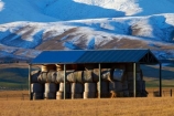 agricultural;agriculture;barn;barns;Central-Otago;cold;Coldness;corrugated-iron;corrugated-metal;corrugated-steel;country;countryside;extreme-weather;farm;farm-building;farm-buildings;Farm-Shed;Farm-Sheds;farming;farmland;farms;field;fields;freeze;freezing;Hawkdun-Ra;Hawkdun-Range;hay;hay-bale;hay-bales;hay-barn;hay-barns;hay-shed;hay-sheds;haybarn;haybarns;hayshed;haysheds;Ida-Valley;Maniototo;meadow;meadows;N.Z.;New-Zealand;NZ;Otago;Oturehua;paddock;paddocks;pasture;pastures;roofing-iron;roofing-metal;rural;S.I.;Scenic;Scenics;Season;Seasons;shed;sheds;SI;snow;snowy;South-Is;South-Island;Sth-Is;straw;weather;white;winter;winter-feed;Wintertime;wintery;wintry;zincalume