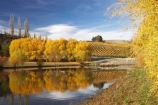 agricultural;agriculture;autuminal;autumn;autumn-colour;autumn-colours;autumnal;Bannockburn;Bannockburn-Inlet;calm;Central-Otago;central-otago-vineyard;central-otago-vineyards;central-otago-wineries;central-otago-winery;color;colors;colour;colours;country;countryside;crop;crops;cultivation;deciduous;fall;farm;farming;farmland;farms;field;fields;golden;grape;grapes;grapevine;horticulture;lake;Lake-Dunstan;lakes;leaf;leaves;N.Z.;new-zealand;NZ;Otago;placid;quiet;reflection;reflections;row;rows;rural;S.I.;season;seasonal;seasons;serene;SI;smooth;South-Island;still;tranquil;tree;trees;vine;vines;vineyard;vineyards;vintage;water;willow;willow-tree;willow-trees;willows;wineage;wineries;winery;wines;yellow
