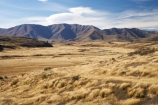 agricultural;agriculture;Central-Otago;country;countryside;farm;farming;farmland;farms;field;fields;Ida-Range;Maniototo;meadow;meadows;N.Z.;New-Zealand;NZ;Otago;paddock;paddocks;pasture;pastures;rural;S.I.;SI;South-Island;tussock;tussocks