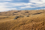 back-country;backcountry;Central-Otago;country;countryside;Department-of-Conservation-land;DOC-land;farm;farming;farmland;farms;field;fields;high-country;highcountry;highland;highlands;Lammermoor-Range;Lammermoor-Ranges;N.Z.;New-Zealand;NZ;Old-Dunstan-Road;Old-Dunstan-Track;Old-Dunstan-Trail;Otago;reserve;Rock-and-Pillar-Conservation-Area;Rock-and-Pillar-Range;Rock-and-Pillar-Ranges;rural;S.I.;SI;South-Island;tussock;tussocks