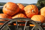 big-pumpkin;big-pumpkins;cart;carts;cartwheel;cartwheels;Central-Otago;enormous-pumpkin;enormous-pumpkins;giant-pumpkin;giant-pumpkins;large-pumpkin;large-pumpkins;Millers-Flat;N.Z.;New-Zealand;NZ;orange;Otago;Peirce-Orchard;Peirce-Orchard-Pumpkin-Roadside-Stall;pony-cart;pumpkin;pumpkins;Roadside-Stall;Roadside-Stalls;S.I.;SI;South-Is.;South-Island;spoked-wheel;spoked-wheels;The-Pumpkin-Place;waggon;waggons;wagon;wagon-wheel;wagon-wheels;wagons;wheel;wheels