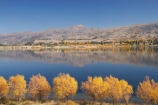 autuminal;autumn;autumn-colour;autumn-colours;autumnal;calm;Carrick-Range;Central-Otago;Clutha-Arm;color;colors;colour;colours;Cromwell;deciduous;fall;golden;lake;Lake-Dunstan;lakes;N.Z.;New-Zealand;NZ;Otago;placid;quiet;reflection;reflections;S.I.;season;seasonal;seasons;serene;SI;smooth;South-Is.;South-Island;still;tranquil;tree;trees;water;willow;willow-tree;willow-trees;willows;yellow