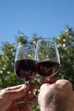alcohol;Central-Otago;event;events;Food-and-Wine-Festival;Food-and-Wine-Festivals;glass;glasses;N.Z.;New-Zealand;NZ;Otago;people;pinot-noir;red-wine;red-wines;S.I.;SI;South-Island;summer;tasting;tent-city;test-colour;Vino-and-Victuals;Vino-and-Victual�s-Food-and-Wine-Festival;wine;wines