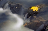 brook;brooks;color;colors;colour;colours;creek;creeks;fall;leaves;rapid;rapids;rock;rocks;streams;water;yellow