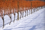 cold;color;colors;colour;colours;crop;crops;cultivation;farm;farming;farms;field;fields;grape;grapes;grapevine;horticulture;red;row;rows;rural;snow;vine;vines;vineyard;vineyards;vintage;wine;wineries;winery;wines;winter