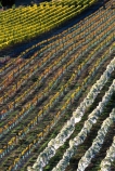 crop;crops;cultivation;farm;farming;farms;field;fields;grape;grapes;grapevine;horticulture;net;nets;row;rows;rural;vine;vines;vineyard;vineyards;vintage;wine;wineries;winery;wines