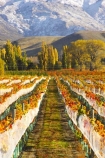 agricultural;agriculture;autuminal;autumn;autumnal;bird-nets;bird-netting;Central-Otago;central-otago-vineyard;central-otago-vineyards;central-otago-wineries;central-otago-winery;color;colors;colour;colours;country;countryside;cromwell;crop;crops;cultivation;deciduous;fall;farm;farming;farmland;farms;field;fields;gold;golden;grape;grapes;grapevine;horticulture;leaf;leaves;net;nets;netting;New-Zealand;pisa-range;poplar;poplar-tree;poplar-trees;poplars;row;rows;rural;snow;snowy;south-island;tree;trees;vine;vines;vineyard;vineyards;vintage;willow;willow-tree;willow-trees;willows;wine;wineries;winery;wines;Wooing-Tree-Vineyard;yellow