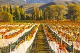 agricultural;agriculture;autuminal;autumn;autumnal;bird-nets;bird-netting;Central-Otago;central-otago-vineyard;central-otago-vineyards;central-otago-wineries;central-otago-winery;color;colors;colour;colours;country;countryside;cromwell;crop;crops;cultivation;deciduous;fall;farm;farming;farmland;farms;field;fields;gold;golden;grape;grapes;grapevine;horticulture;leaf;leaves;net;nets;netting;New-Zealand;poplar;poplar-tree;poplar-trees;poplars;row;rows;rural;South-Island;tree;trees;vine;vines;vineyard;vineyards;vintage;willow;willow-tree;willow-trees;willows;wine;wineries;winery;wines;Wooing-Tree-Vineyard;yellow