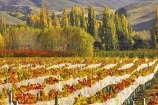 agricultural;agriculture;autuminal;autumn;autumnal;bird-nets;bird-netting;Central-Otago;central-otago-vineyard;central-otago-vineyards;central-otago-wineries;central-otago-winery;color;colors;colour;colours;country;countryside;cromwell;crop;crops;cultivation;deciduous;fall;farm;farming;farmland;farms;field;fields;gold;golden;grape;grapes;grapevine;horticulture;leaf;leaves;net;nets;netting;New-Zealand;pisa-range;poplar;poplar-tree;poplar-trees;poplars;row;rows;rural;south-island;tree;trees;vine;vines;vineyard;vineyards;vintage;willow;willow-tree;willow-trees;willows;wine;wineries;winery;wines;Wooing-Tree-Vineyard;yellow