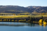 agricultural;agriculture;autuminal;autumn;autumnal;Bannockburn;cairnmuir-mountains;cairnmuir-range;Cairnmuir-Vineyard;carrick-winery;Central-Otago;color;colors;colour;colours;country;countryside;crop;crops;cultivation;deciduous;fall;farm;farming;farmland;farms;field;fields;grape;grapes;grapevine;horticulture;kawarau-arm;Lake-Dunstan;leaf;leaves;New-Zealand;reflection;reflections;row;rows;rural;south-island;tree;trees;vine;vines;vineyard;vineyards;vintage;water;wine;wineries;winery;wines