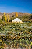 agricultural;agriculture;autuminal;autumn;autumnal;Bannockburn;bird-net;bird-nets;bird-netting;building;buildings;Central-Otago;central-otago-vineyard;central-otago-vineyards;central-otago-wineries;central-otago-winery;color;colors;colour;colours;country;countryside;Cromwell;crop;crops;cultivation;deciduous;Domain-Rd-Vineyard;Domain-Road-Vineyard;fall;farm;farming;farmland;farms;field;fields;grape;grapes;grapevine;heritage;historic;historic-building;historic-buildings;historical;historical-building;historical-buildings;history;horticulture;leaf;leaves;N.Z.;net;nets;netting;New-Zealand;NZ;old;Otago;Pinot-Noir;poplar-tree;poplar-trees;poplars;row;rows;rural;season;seasonal;seasons;South-Island;tradition;traditional;vine;vines;vineyard;vineyards;vintage;wineage;wineries;winery;wines;yellow