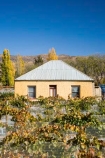 agricultural;agriculture;autuminal;autumn;autumnal;Bannockburn;bird-net;bird-nets;bird-netting;building;buildings;Central-Otago;central-otago-vineyard;central-otago-vineyards;central-otago-wineries;central-otago-winery;color;colors;colour;colours;country;countryside;Cromwell;crop;crops;cultivation;deciduous;Domain-Rd-Vineyard;Domain-Road-Vineyard;fall;farm;farming;farmland;farms;field;fields;grape;grapes;grapevine;heritage;historic;historic-building;historic-buildings;historical;historical-building;historical-buildings;history;horticulture;leaf;leaves;N.Z.;net;nets;netting;New-Zealand;NZ;old;Otago;Pinot-Noir;poplar-tree;poplar-trees;poplars;row;rows;rural;season;seasonal;seasons;South-Island;tradition;traditional;vine;vines;vineyard;vineyards;vintage;wineage;wineries;winery;wines;yellow