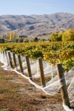 agricultural;agriculture;autuminal;autumn;autumnal;Bannockburn;bird-net;bird-nets;bird-netting;Central-Otago;central-otago-vineyard;central-otago-vineyards;central-otago-wineries;central-otago-winery;color;colors;colour;colours;country;countryside;Cromwell;crop;crops;cultivation;deciduous;Domain-Rd-Vineyard;Domain-Road-Vineyard;fall;farm;farming;farmland;farms;field;fields;grape;grapes;grapevine;horticulture;leaf;leaves;N.Z.;net;nets;netting;New-Zealand;NZ;orange;Otago;Pinot-Noir;red;row;rows;rural;season;seasonal;seasons;South-Island;vine;vines;vineyard;vineyards;vintage;wineage;wineries;winery;wines;yellow