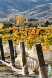 agricultural;agriculture;autuminal;autumn;autumnal;Bannockburn;bird-net;bird-nets;bird-netting;Central-Otago;central-otago-vineyard;central-otago-vineyards;central-otago-wineries;central-otago-winery;color;colors;colour;colours;country;countryside;Cromwell;crop;crops;cultivation;deciduous;Domain-Rd-Vineyard;Domain-Road-Vineyard;fall;farm;farming;farmland;farms;field;fields;grape;grapes;grapevine;horticulture;leaf;leaves;N.Z.;net;nets;netting;New-Zealand;NZ;orange;Otago;Pinot-Noir;poplar-tree;poplar-trees;poplars;red;row;rows;rural;season;seasonal;seasons;South-Island;vine;vines;vineyard;vineyards;vintage;wineage;wineries;winery;wines;yellow