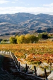 agricultural;agriculture;autuminal;autumn;autumnal;Bannockburn;bird-net;bird-nets;bird-netting;Central-Otago;central-otago-vineyard;central-otago-vineyards;central-otago-wineries;central-otago-winery;color;colors;colour;colours;country;countryside;Cromwell;crop;crops;cultivation;deciduous;Domain-Rd-Vineyard;Domain-Road-Vineyard;fall;farm;farming;farmland;farms;field;fields;grape;grapes;grapevine;horticulture;leaf;leaves;N.Z.;net;nets;netting;New-Zealand;NZ;orange;Otago;Pinot-Noir;red;row;rows;rural;season;seasonal;seasons;South-Island;vine;vines;vineyard;vineyards;vintage;wineage;wineries;winery;wines;yellow