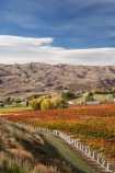 agricultural;agriculture;autuminal;autumn;autumn-colour;autumn-colours;autumnal;Bannockburn;bird-net;bird-nets;bird-netting;Central-Otago;central-otago-vineyard;central-otago-vineyards;central-otago-wineries;central-otago-winery;color;colors;colour;colours;country;countryside;Cromwell;crop;crops;cultivation;deciduous;Domain-Rd-Vineyard;Domain-Road-Vineyard;fall;farm;farming;farmland;farms;field;fields;grape;grapes;grapevine;horticulture;leaf;leaves;N.Z.;New-Zealand;NZ;orange;Otago;Pinot-Noir;red;row;rows;rural;S.I.;season;seasonal;seasons;SI;south-island;tree;trees;vine;vines;vineyard;vineyards;vintage;wineage;wineries;winery;wines