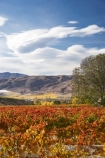 agricultural;agriculture;autuminal;autumn;autumn-colour;autumn-colours;autumnal;Bannockburn;bird-net;bird-nets;bird-netting;Central-Otago;central-otago-vineyard;central-otago-vineyards;central-otago-wineries;central-otago-winery;color;colors;colour;colours;country;countryside;Cromwell;crop;crops;cultivation;deciduous;Domain-Rd-Vineyard;Domain-Road-Vineyard;fall;farm;farming;farmland;farms;field;fields;grape;grapes;grapevine;horticulture;leaf;leaves;N.Z.;New-Zealand;NZ;orange;Otago;Pinot-Noir;red;row;rows;rural;S.I.;season;seasonal;seasons;SI;south-island;tree;trees;vine;vines;vineyard;vineyards;vintage;walnut-tree;walnut-trees;wineage;wineries;winery;wines