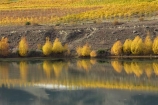 agricultural;agriculture;autuminal;autumn;autumn-colour;autumn-colours;autumnal;Bannockburn;Bannockburn-Inlet;Cairnmuir-Vineyard;calm;Carrick-Winery;Central-Otago;central-otago-vineyard;central-otago-vineyards;central-otago-wineries;central-otago-winery;color;colors;colour;colours;country;countryside;crop;crops;cultivation;deciduous;fall;farm;farming;farmland;farms;field;fields;golden;grape;grapes;grapevine;horticulture;lake;Lake-Dunstan;lakes;leaf;leaves;N.Z.;new-zealand;NZ;Otago;placid;quiet;reflection;reflections;row;rows;rural;S.I.;season;seasonal;seasons;serene;SI;smooth;South-Island;still;tranquil;tree;trees;vine;vines;vineyard;vineyards;vintage;water;willow;willow-tree;willow-trees;willows;wineage;wineries;winery;wines;yellow
