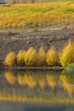 agricultural;agriculture;autuminal;autumn;autumn-colour;autumn-colours;autumnal;Bannockburn;Bannockburn-Inlet;Cairnmuir-Vineyard;calm;Carrick-Winery;Central-Otago;central-otago-vineyard;central-otago-vineyards;central-otago-wineries;central-otago-winery;color;colors;colour;colours;country;countryside;crop;crops;cultivation;deciduous;fall;farm;farming;farmland;farms;field;fields;golden;grape;grapes;grapevine;horticulture;lake;Lake-Dunstan;lakes;leaf;leaves;N.Z.;new-zealand;NZ;Otago;placid;quiet;reflection;reflections;row;rows;rural;S.I.;season;seasonal;seasons;serene;SI;smooth;South-Island;still;tranquil;tree;trees;vine;vines;vineyard;vineyards;vintage;water;willow;willow-tree;willow-trees;willows;wineage;wineries;winery;wines;yellow