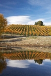 agricultural;agriculture;autuminal;autumn;autumn-colour;autumn-colours;autumnal;Bannockburn;Bannockburn-Inlet;calm;Central-Otago;central-otago-vineyard;central-otago-vineyards;central-otago-wineries;central-otago-winery;color;colors;colour;colours;country;countryside;crop;crops;cultivation;deciduous;fall;farm;farming;farmland;farms;field;fields;golden;grape;grapes;grapevine;horticulture;lake;Lake-Dunstan;lakes;leaf;leaves;N.Z.;new-zealand;NZ;Otago;placid;quiet;reflection;reflections;row;rows;rural;S.I.;season;seasonal;seasons;serene;SI;smooth;South-Island;still;tranquil;tree;trees;vine;vines;vineyard;vineyards;vintage;water;wineage;wineries;winery;wines;yellow