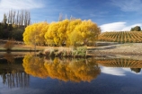 agricultural;agriculture;autuminal;autumn;autumn-colour;autumn-colours;autumnal;Bannockburn;Bannockburn-Inlet;calm;Central-Otago;central-otago-vineyard;central-otago-vineyards;central-otago-wineries;central-otago-winery;color;colors;colour;colours;country;countryside;crop;crops;cultivation;deciduous;fall;farm;farming;farmland;farms;field;fields;golden;grape;grapes;grapevine;horticulture;lake;Lake-Dunstan;lakes;leaf;leaves;N.Z.;new-zealand;NZ;Otago;placid;quiet;reflection;reflections;row;rows;rural;S.I.;season;seasonal;seasons;serene;SI;smooth;South-Island;still;tranquil;tree;trees;vine;vines;vineyard;vineyards;vintage;water;willow;willow-tree;willow-trees;willows;wineage;wineries;winery;wines;yellow