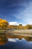 agricultural;agriculture;autuminal;autumn;autumn-colour;autumn-colours;autumnal;Bannockburn;Bannockburn-Inlet;calm;Central-Otago;central-otago-vineyard;central-otago-vineyards;central-otago-wineries;central-otago-winery;color;colors;colour;colours;country;countryside;crop;crops;cultivation;deciduous;fall;farm;farming;farmland;farms;field;fields;grape;grapes;grapevine;horticulture;lake;Lake-Dunstan;lakes;leaf;leaves;N.Z.;new-zealand;NZ;Otago;placid;quiet;reflection;reflections;row;rows;rural;S.I.;season;seasonal;seasons;serene;SI;smooth;South-Island;still;tranquil;tree;trees;vine;vines;vineyard;vineyards;vintage;water;willow;willow-tree;willow-trees;willows;wineage;wineries;winery;wines
