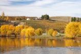 agricultural;agriculture;autuminal;autumn;autumn-colour;autumn-colours;autumnal;Bannockburn;Bannockburn-Inlet;bird;birds;calm;Central-Otago;central-otago-vineyard;central-otago-vineyards;central-otago-wineries;central-otago-winery;color;colors;colour;colours;country;countryside;crop;crops;cultivation;deciduous;duck;ducks;fall;farm;farming;farmland;farms;field;fields;golden;grape;grapes;grapevine;horticulture;lake;Lake-Dunstan;lakes;leaf;leaves;N.Z.;new-zealand;NZ;Otago;placid;quiet;reflection;reflections;row;rows;rural;S.I.;season;seasonal;seasons;serene;SI;smooth;South-Island;still;tranquil;tree;trees;vine;vines;vineyard;vineyards;vintage;water;willow;willow-tree;willow-trees;willows;wineage;wineries;winery;wines;yellow