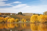 agricultural;agriculture;autuminal;autumn;autumn-colour;autumn-colours;autumnal;Bannockburn;Bannockburn-Inlet;calm;Central-Otago;central-otago-vineyard;central-otago-vineyards;central-otago-wineries;central-otago-winery;color;colors;colour;colours;country;countryside;crop;crops;cultivation;deciduous;fall;farm;farming;farmland;farms;field;fields;golden;grape;grapes;grapevine;horticulture;lake;Lake-Dunstan;lakes;leaf;leaves;N.Z.;new-zealand;NZ;Otago;placid;quiet;reflection;reflections;row;rows;rural;S.I.;season;seasonal;seasons;serene;SI;smooth;South-Island;still;tranquil;tree;trees;vine;vines;vineyard;vineyards;vintage;water;willow;willow-tree;willow-trees;willows;wineage;wineries;winery;wines;yellow
