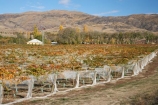 agricultural;agriculture;autuminal;autumn;autumnal;Bannockburn;bird-net;bird-nets;bird-netting;Carrick-Range;Central-Otago;central-otago-vineyard;central-otago-vineyards;central-otago-wineries;central-otago-winery;color;colors;colour;colours;country;countryside;Cromwell;crop;crops;cultivation;deciduous;Domain-Rd-Vineyard;Domain-Road-Vineyard;fall;farm;farming;farmland;farms;field;fields;grape;grapes;grapevine;horticulture;leaf;leaves;N.Z.;net;nets;netting;New-Zealand;NZ;orange;Otago;Pinot-Noir;red;row;rows;rural;S.I.;season;seasonal;seasons;SI;south-island;vine;vines;vineyard;vineyards;vintage;wineage;wineries;winery;wines;yellow